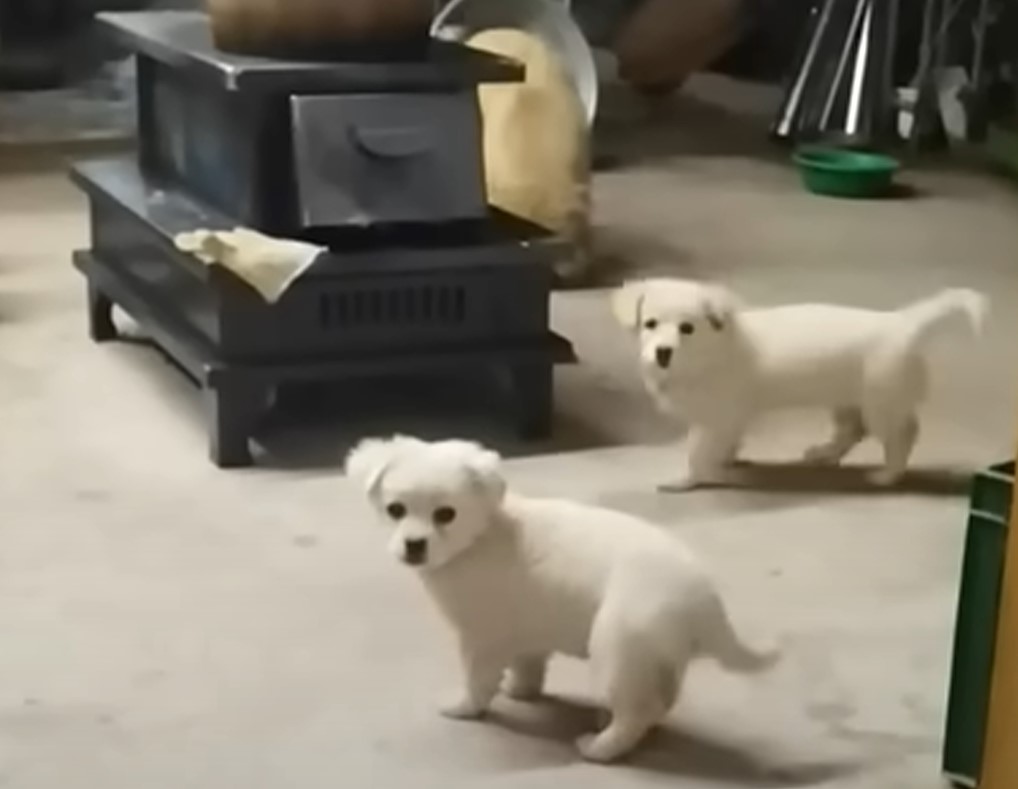 two white puppies