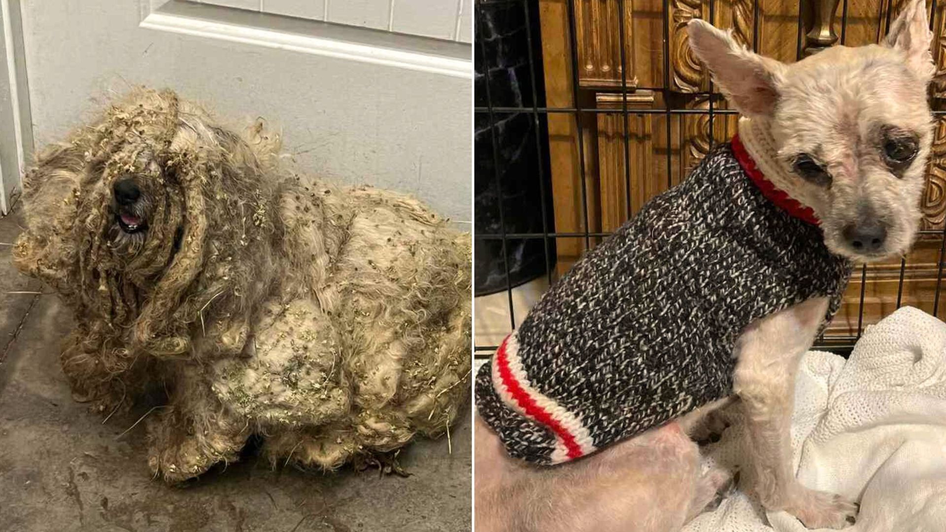 The Internet In Shock After This Matted Pup’s Incredible Transformation Into A Brand New Dog