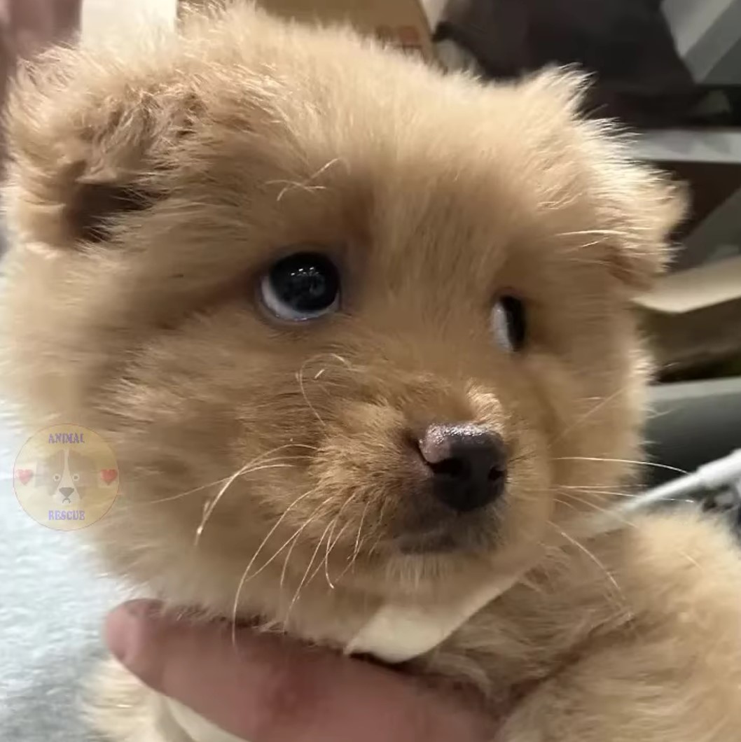 very cute puppy