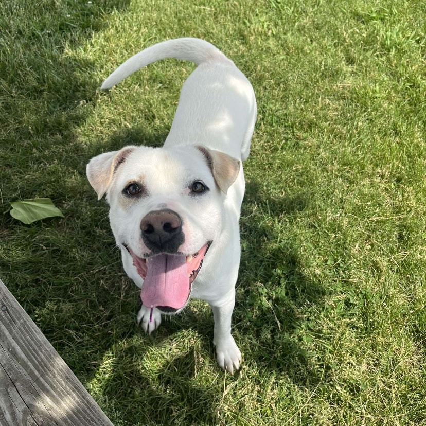 very cute white dog