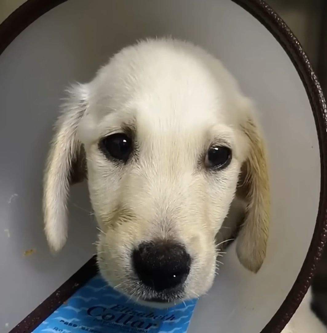 very cute white puppy