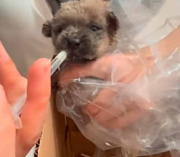 vet feeding newborn