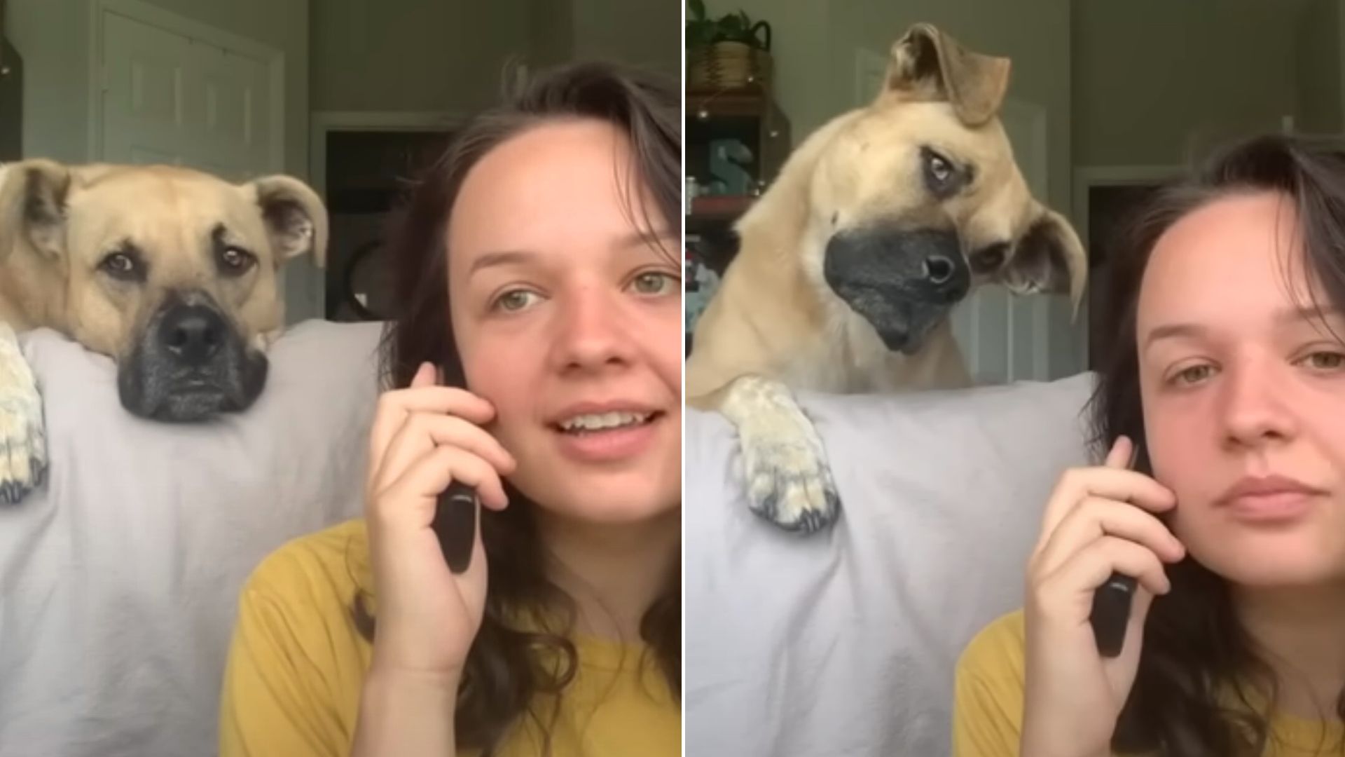 Watch How This Dog Reacts When His Owner Hears His Favorite Words While Talking On Phone