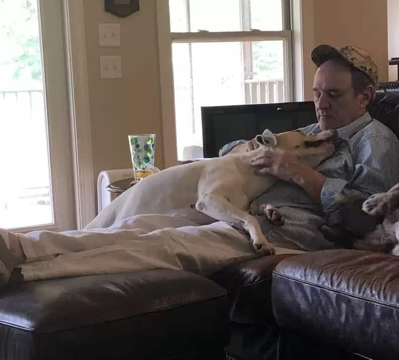 Watson napping on the couch with golden retriever