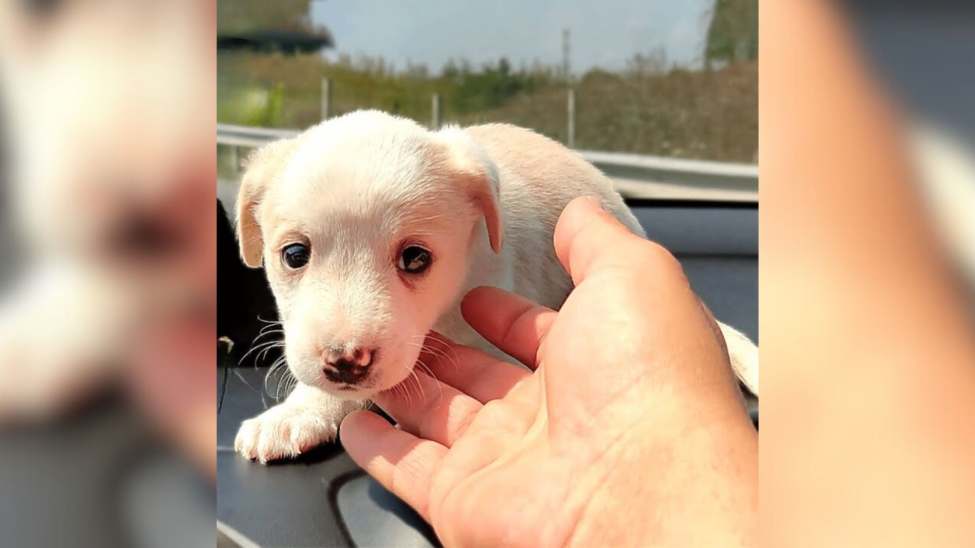 Weeks-Old Puppy That Was Cruelly Abandoned By Owners Transforms Into The Fluffiest Boi