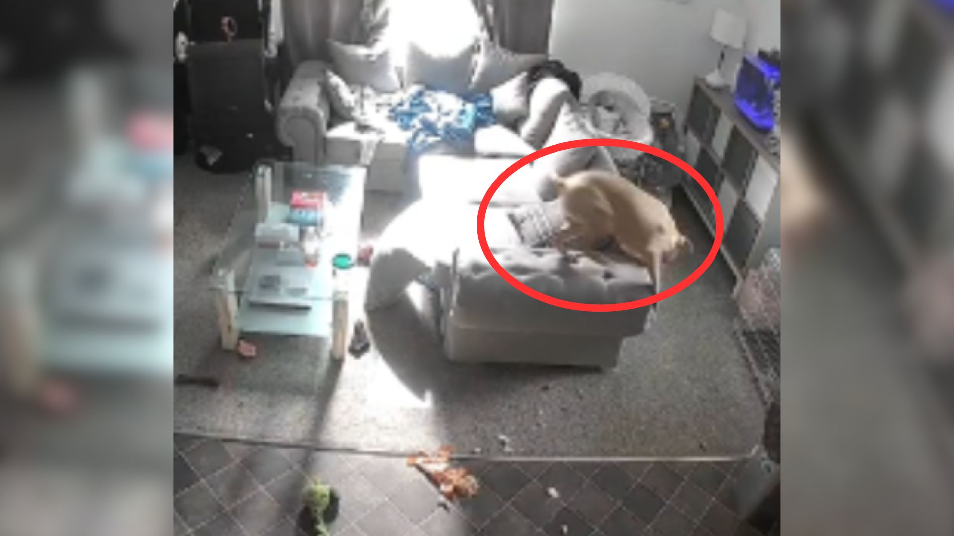 Woman Was Surprised By The Mess Her Dog Made After Looking At The Pet Camera