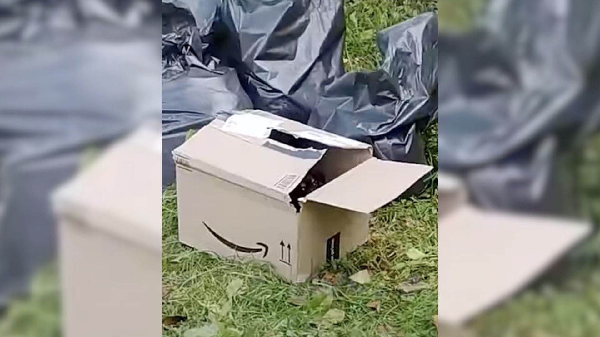 Man Spots An Amazon Box On The Road, Then Notices Someone Peeking Out From It