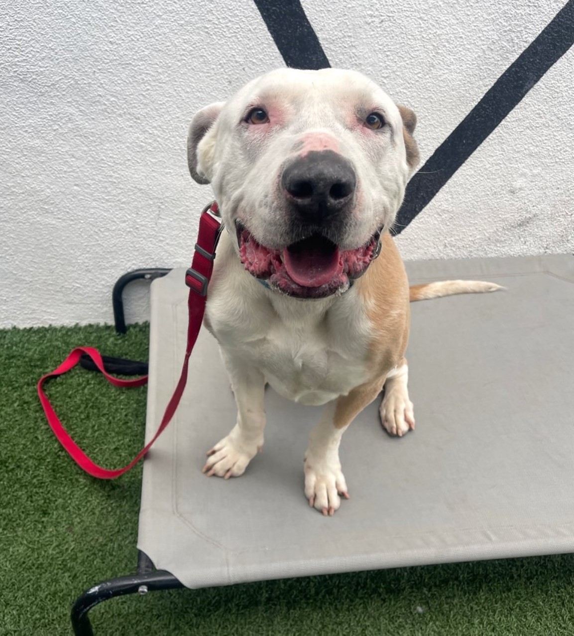 white dog on a red leash