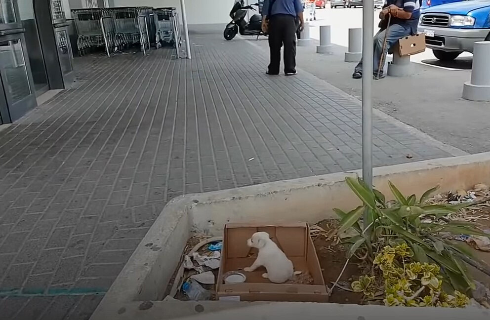 white puppy left in a box