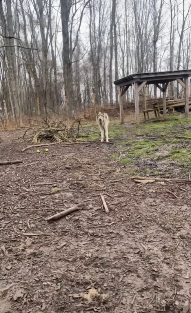 wolf dog in forest