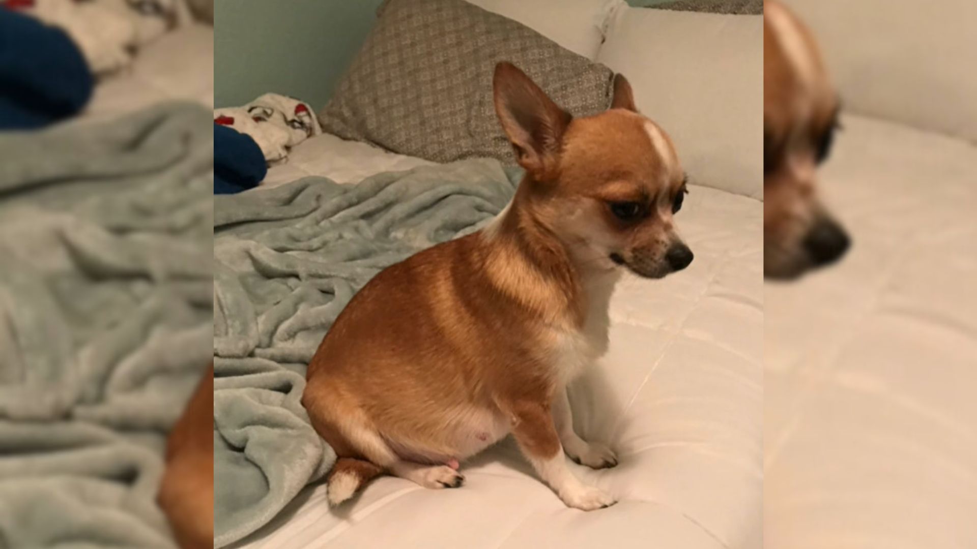 Woman Takes Rescue Chihuahua Home For The First Time, Then Learns Her Shocking Secret