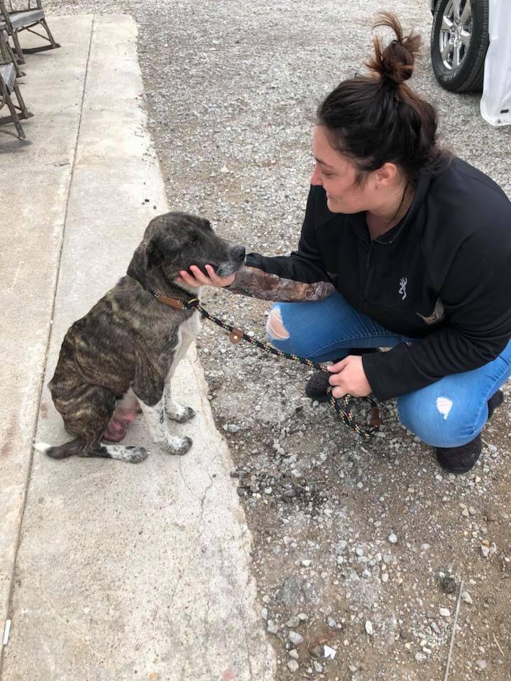 woman and stray black dog