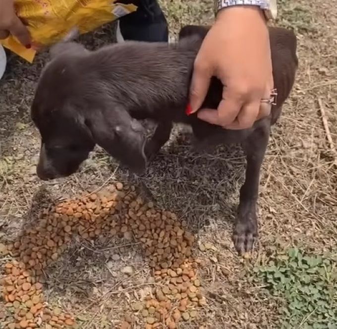 woman helping dog with snacks