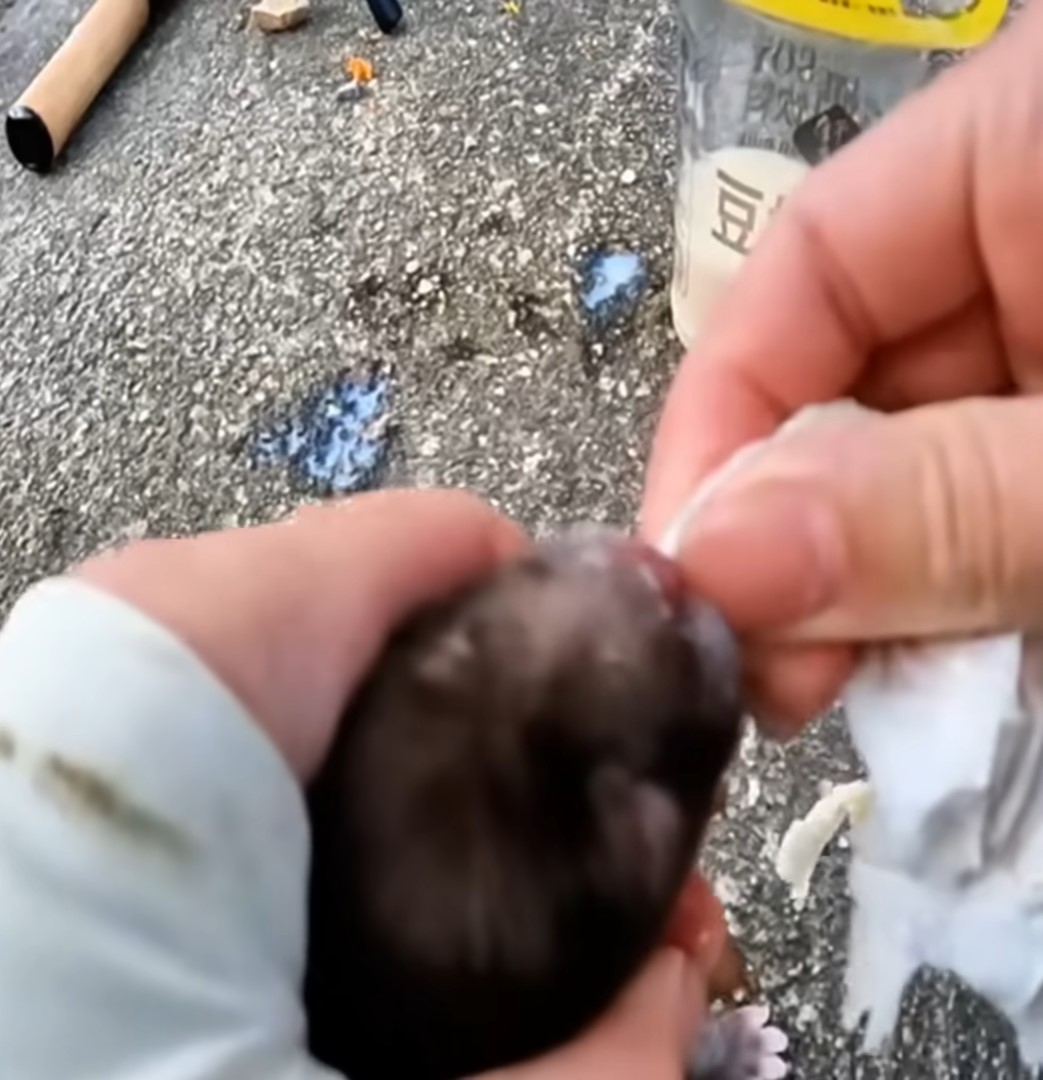 woman helping newborn puppy