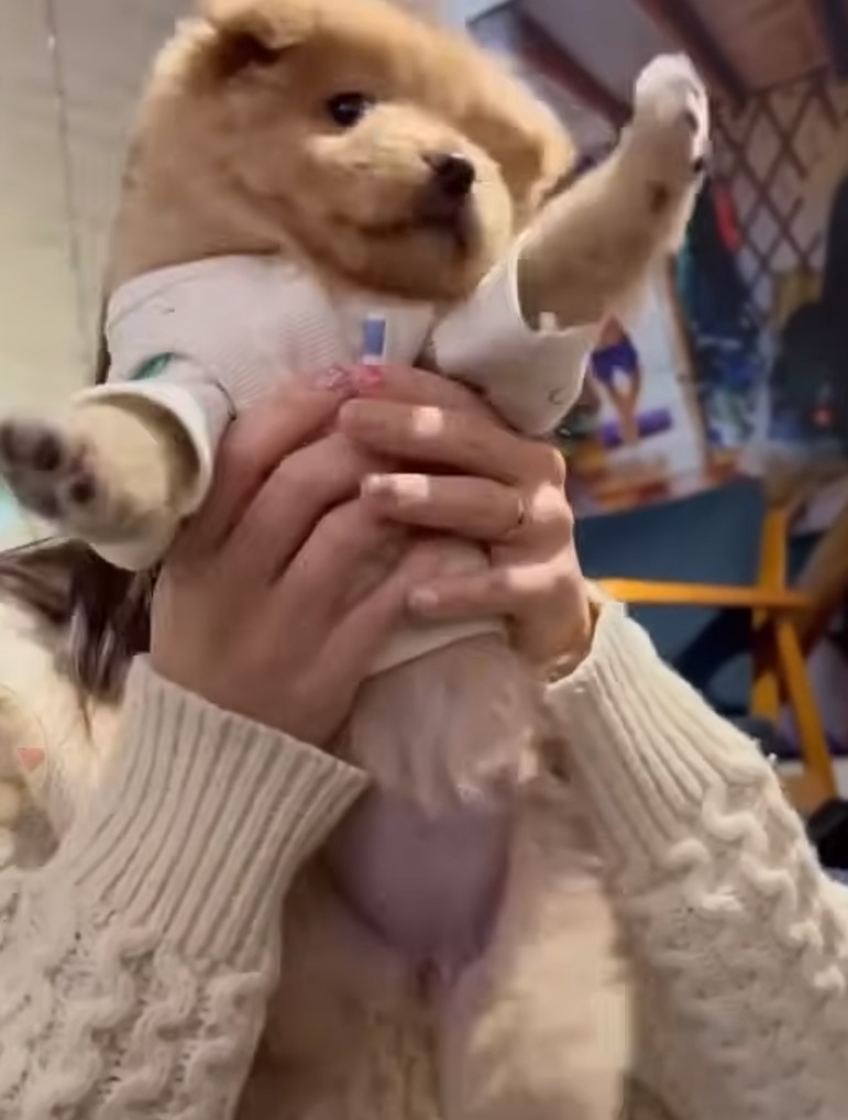 woman holding cute dog