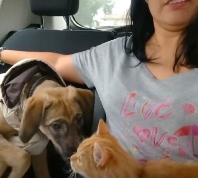 woman in a car with cat and dog