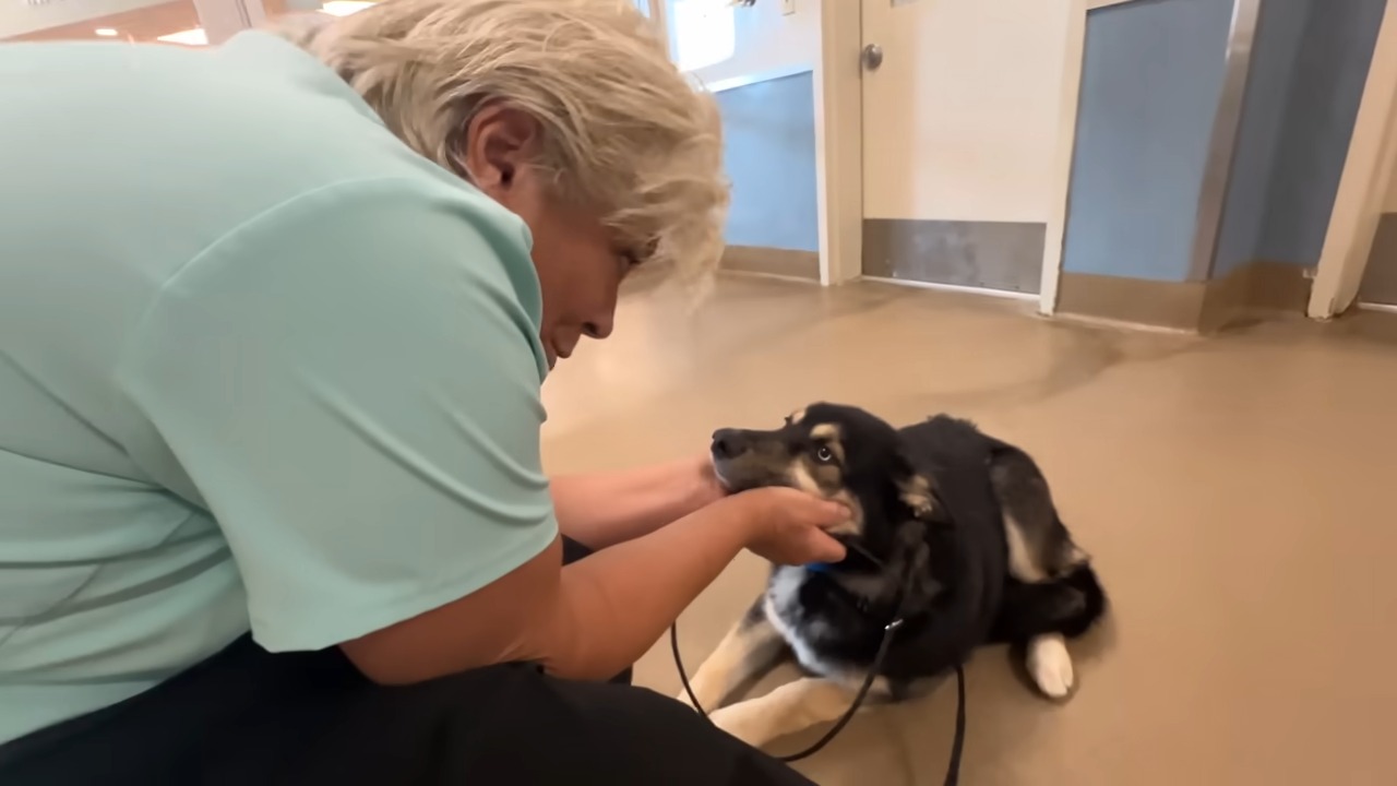 woman petting the dog