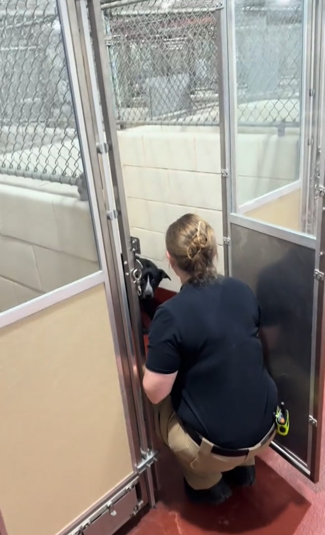 woman placing dog in shelter