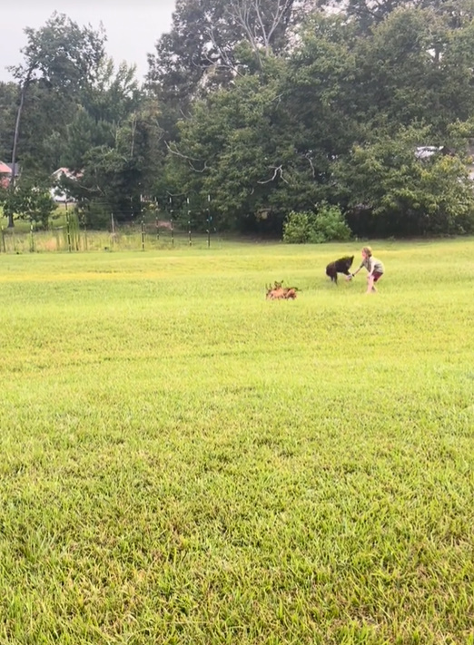 woman playing with dogs