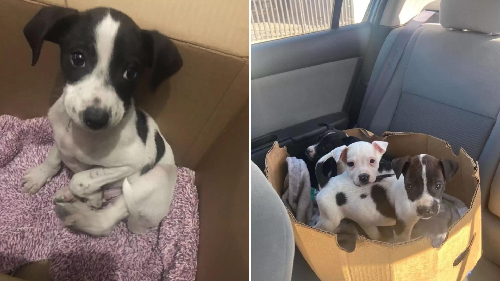 Woman Stumbles Upon A Puppy Dumped In A Cardboard Box, Then Receives A Shocking Call