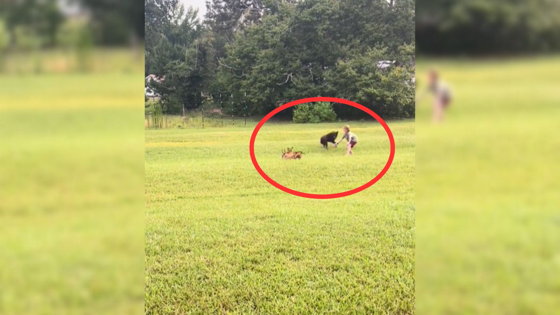 Woman Saw Puppies Near Her House And Realized She Was Chosen By The ‘Puppy Distribution System’