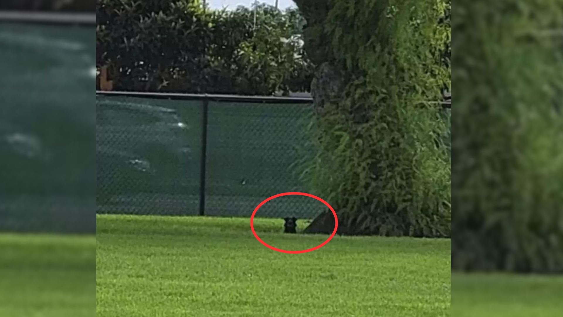 Shocked Woman Stumbles Upon The Strangest Lump Of Fur Under A Tree And Decides To Investigate