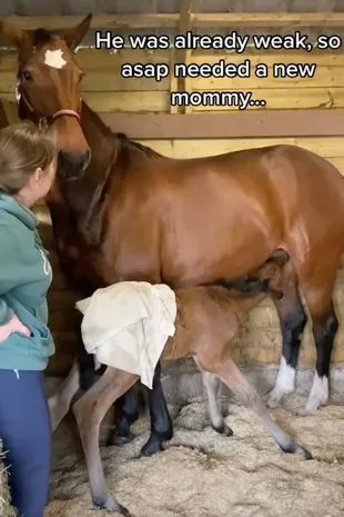 The foal feeding from his foster mum