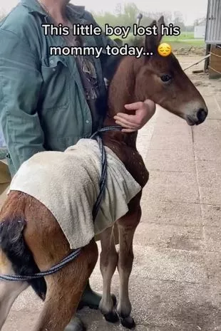 The young foal lost his mum to colic