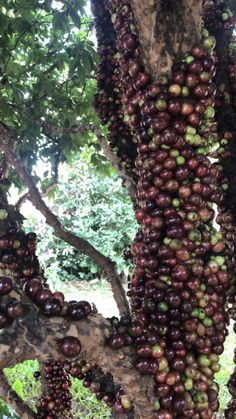 Phần này có thể chứa: the fruit is growing on the tree and ready to be picked from it's branches