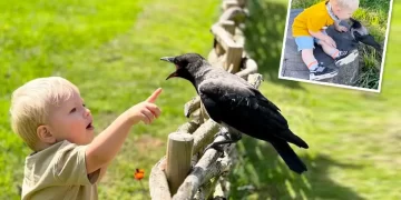 A two-year-old boy’s love saved an іnjured bird. Now they are inseparable friends