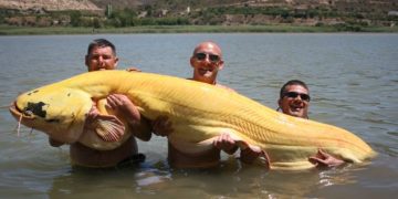 The largest albino catfish ever set a world record when fisherman brought it out of the water in the River Ebro.