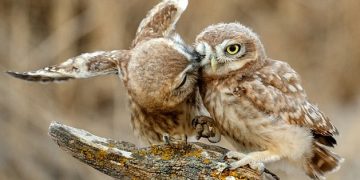 The cutest peck on the cheek you’ll see today! These owls prove they’re real love birds as they cuddle up for a kiss