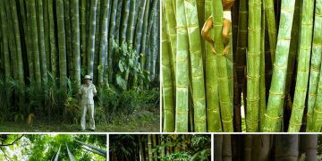 Ascending To Greater Heights: Ghana’s Towering Bamboo Marvel Dominates All Other Structures