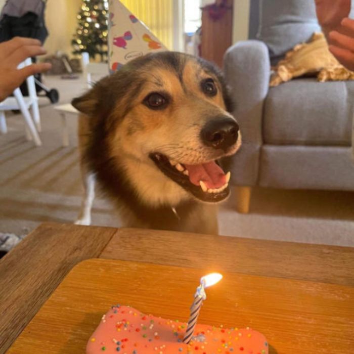 First birthday celebrated after 10 years in the shelter, hoping to receive love from everyone