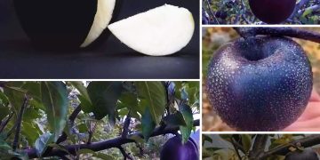 Unveiling The Nutrient-Rich Delicacy: Exploring The Unique And Delectable Black Diamond Apple Among The World Of Luxurious Fruits