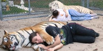 Meet the Woman in Florida who keeps two 1,000 pound tigers and treats them like normal pets by petting, cuddling and even sleeping with them.