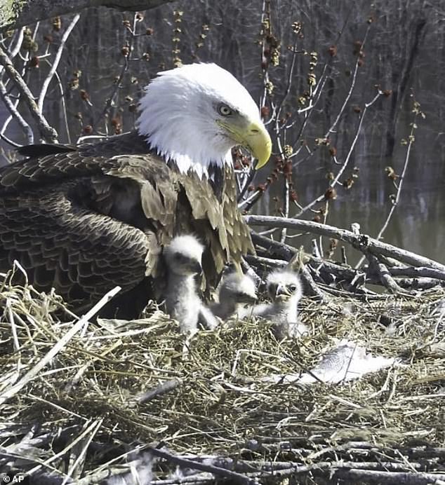 The female bald eagle, Starr, (pictured) looks over her eaglets in a nest along the Upper Mississippi River near Fulton, Illinois. The family has captivated social media