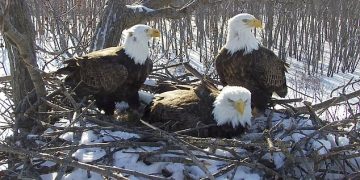 A touching love story about a trio of bald eagle families raising three children together has attracted fans around the world in Alaska 