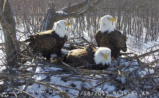 One female and two male bald eagles in Illinois have come together to 'co-parent' by raising three eaglets that hatched this spring