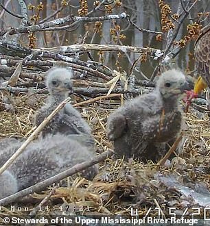 Stewards of the Upper Mississippi River Refuge have live-streamed footage of the nest