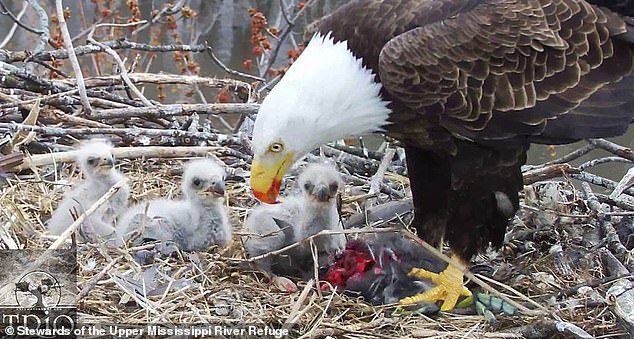 The unnamed eaglets, (pictured), covered in soft, gray down with wobbly legs, are now getting old enough to hold their heads up for feeding