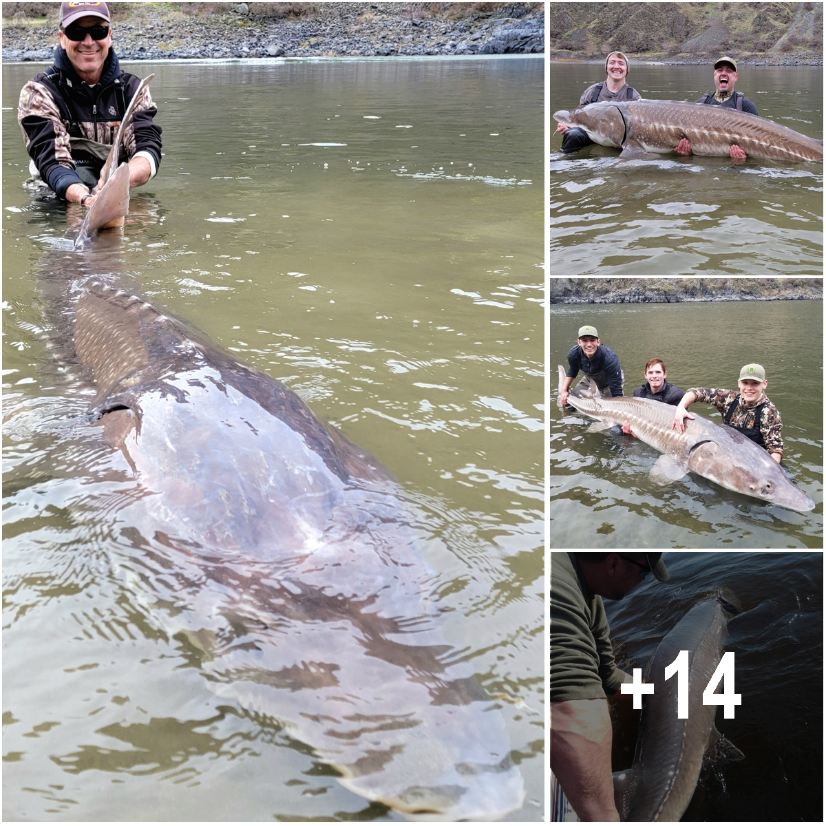 125-Year-Old Lake Sturgeon is Believed to Be The Largest Ever Caught in the U.S. and The Oldest Freshwater Fish Ever Caught in the World