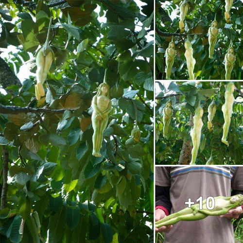 Exploring the Intriguing Facts about Thailand’s Girl-Shaped Fruit Tree