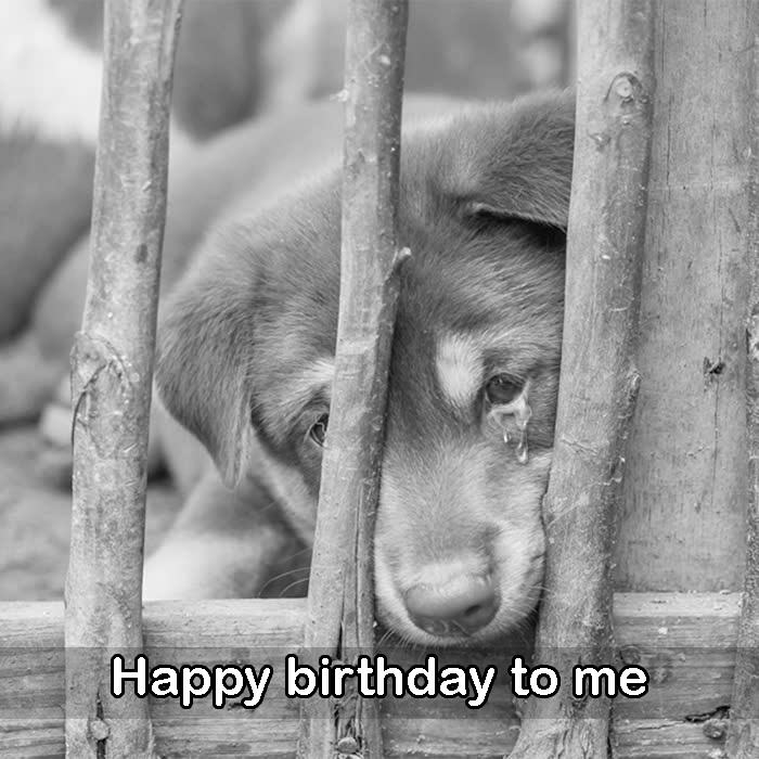 Heny has been in the shelter for 5 years, the dog hopes to be adopted on his birthday today