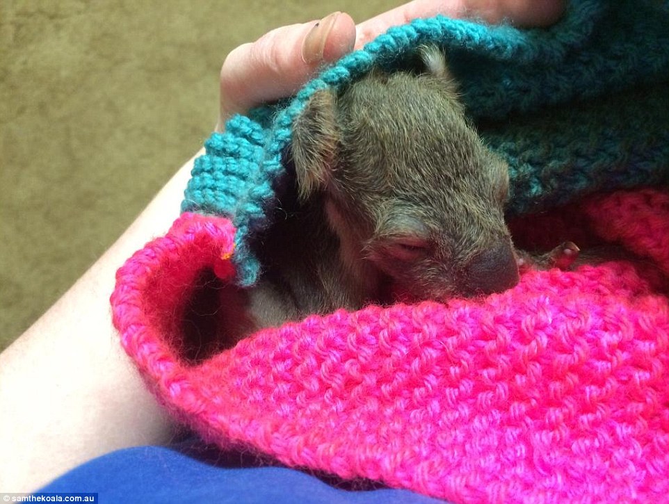 A 2-month old Darwin when he was first bought to the Southern Ash Wildlife Shelter in rural Victoria