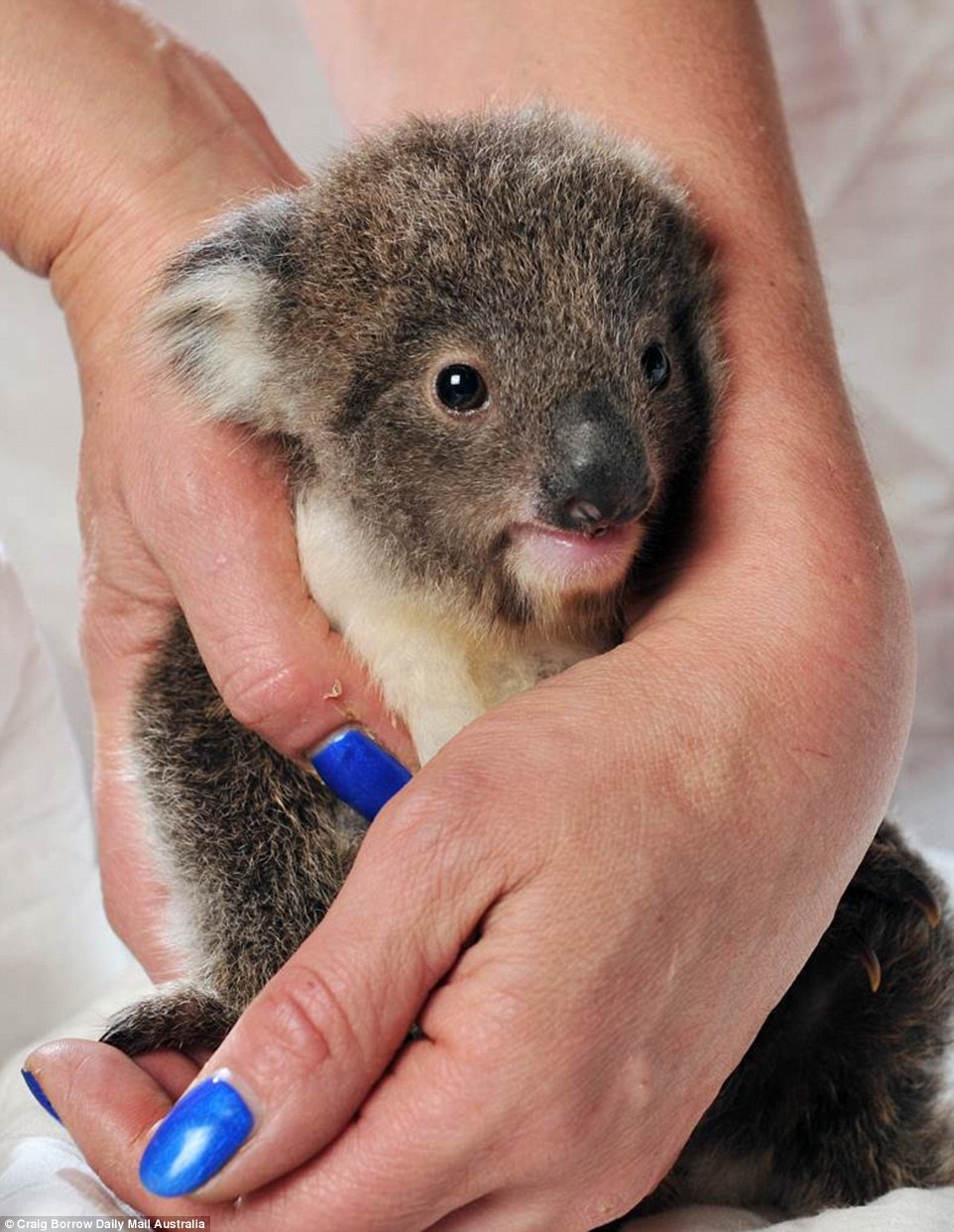 Wildlife carer Colleen Wood said Darwin was 'borderline' when he came to the shelter; 'We usually wouldn't accept joey koalas under 250 grams because they will rarely make it' she says, but Darwin  has almost doubled in weight since he first came to the shelter three months ago