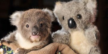 You deserve a hug! Meet the world’s cutest koala who always hugs his devoted caregiver after losing both parents