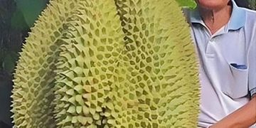 Unveiling the Staggering Arrival of the Colossal Giant Durian Fruit: Farmers Left Astounded