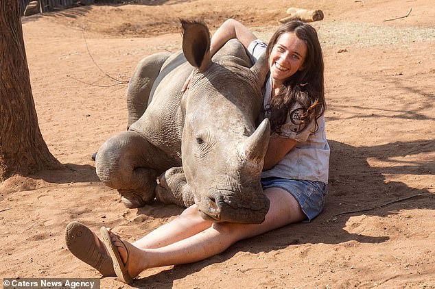 Orphaned Rhino named Beckham enjoys getting his belly rubbed at sanctuary in South Africa | Daily Mail Online