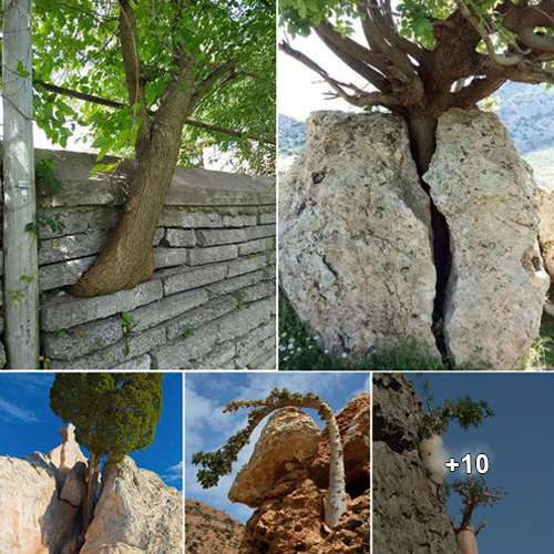 A Majestic Tree Thriving on a Barren Rock Against All Odds